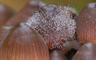 Tiny wild forest mushrooms close up macro photography
