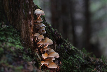 Tiny wild forest mushrooms close up macro photography
