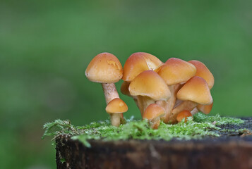 Tiny wild forest mushrooms close up macro photography
