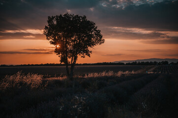 Lavender field at sunset
