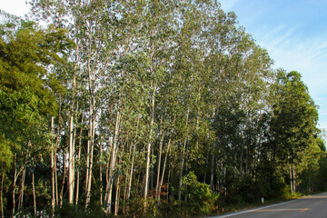 trees in the park