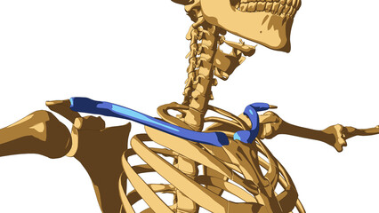 Human skeleton anatomy Clavicle bone for medical concept 3D illustration © mybox