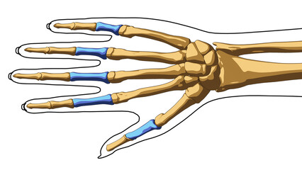Human skeleton anatomy proximal phalanges bones for medical concept 3D illustration © mybox
