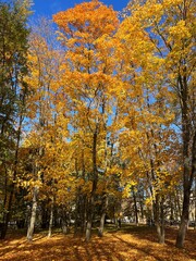Fototapeta premium autumn in the park. Vertical photo 