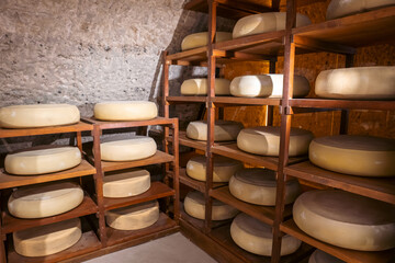 Many Cheese on shelves in a refining cellar in a dairy. Cheese producing and ripening.