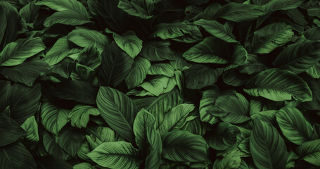 Dark green tropical leaf group background panoramic background concept of nature