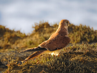 Nankeen Kestrel at Dusk