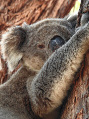 Koala Clinging to Tree Close-up
