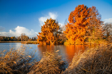 Bald cypress tree on an Autumn day