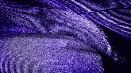 Abstract macro background from feathers. Violet image.