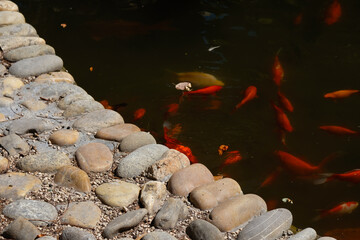Pebble wall of the koi pond. Brocade carp in the park fountain near the Papal Palace in Avignon.