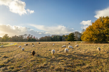Flock of Landes sheep in a meadow on an Autumn day in southwest France
