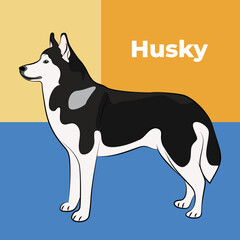 Greeting card with a sitting staying husky breed dog. Colorful dog art. The postcard is for dog lovers. Pet character postcard art. Funny dog mascot, and a detailed husky illustration. Flat graphic.