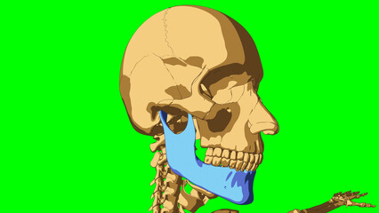 Human skeleton anatomy mandible bone for medical concept 3D illustration