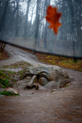 Mysterious stone head in the forest near St. Petersburg (Russia)