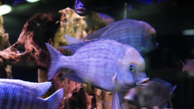 haplochromis moorii. blue sea fish in the aquarium