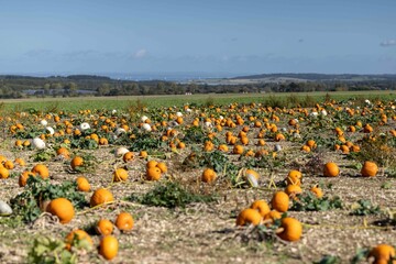 Pumpkin Patch 