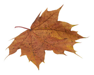 Fototapeta premium leaf whit the color of fall