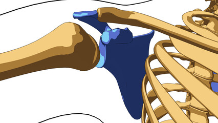 Human skeleton anatomy scapula bones for medical concept 3D illustration - obrazy, fototapety, plakaty