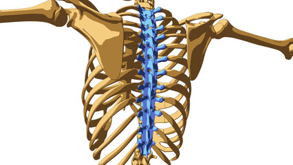 Human skeleton anatomy Thoracic Curve bones for medical concept 3D illustration © mybox