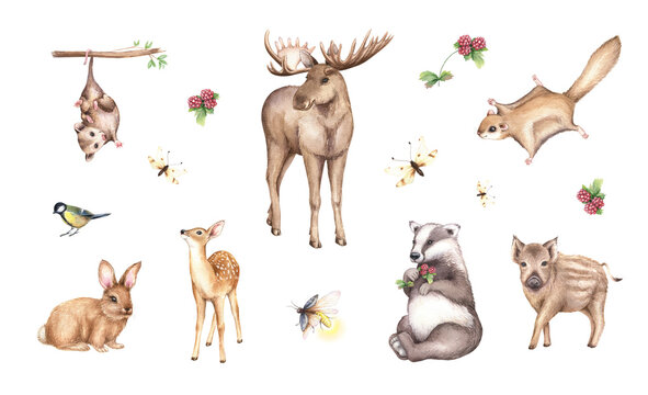 Watercolor moose, fawn, rabbit, opossum, wild boar, badger, flying squirrel, cute forest animals illustration. Woodland hand-painted nature clipart for kids design