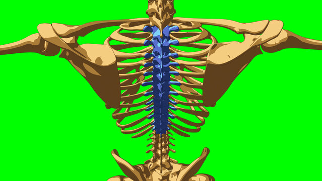 Human Skeleton Anatomy Thoracic Curve Bones For Medical Concept 3D Illustration