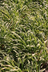 green grass background