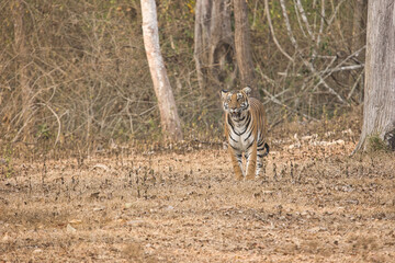 Obraz na płótnie Canvas Female Bold and Ferocious Tiger at Kabini, Nagarhole National Park, Karnataka, India 