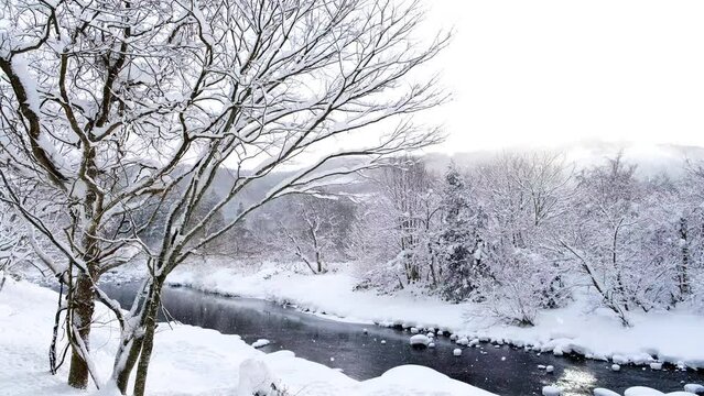 Falling snow at a river in January in winter, Oirase River in Aomori Prefecture in Japan, Travel or outdoor background	