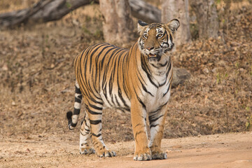 Fototapeta na wymiar Female Bold and Ferocious Tiger at Kabini, Nagarhole National Park, Karnataka, India 