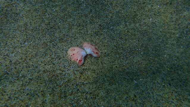 Seashell of bivalve mollusc smooth clam or smooth callista, brown venus (Callista chione) undersea, Aegean Sea, Greece, Halkidiki
