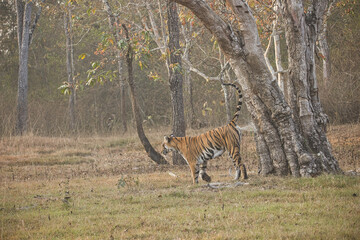 Female bold tiger making or marking her territory at Kabini, Nagarhole National Park, Karnataka, India	
