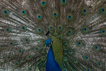 Obraz premium Beautiful and Elegant Male Indian Pheasant