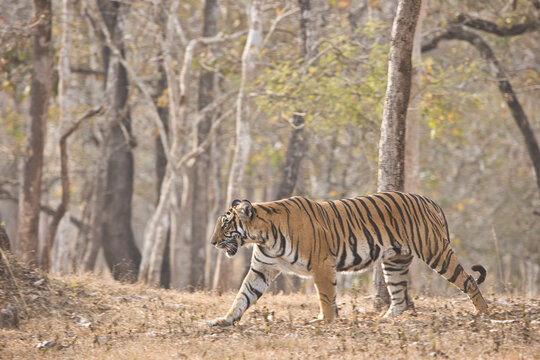 Female Bold and Ferocious Tiger walking in the forest at Kabini, Nagarhole National Park, Karnataka, India
