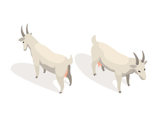 Farm animal isometric. Domestic animal in 3d flat back and front view. Cute game character of goat.  icon