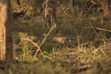 Beautiful Tiger sleeping below the tree with sun shades falling over her body