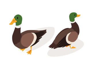 Farm animal isometric. Domestic animal in 3d flat back and front view. Cute game character of duck.  icon