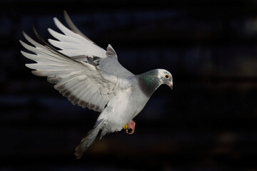 racing pigeon