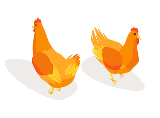 Farm animal isometric. Domestic animal in 3d flat back and front view. Cute game character of chicken.  icon