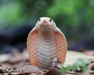 Albino cobra snake 