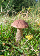 Boletus edulis in grass at the forest. Mushroom in forest.