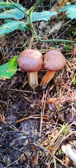 orange cap boletus
Grzyb Podgrzybek 