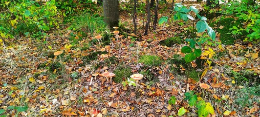 autumn leaves on the grass
Muchomory Grzyby 