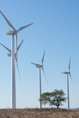 Tree and four wind turbine in the wind, Tarifa, Andalusia 