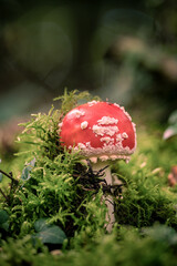 Die Geburt des heilige Amanita muscaria