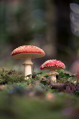 Fliegenpilz (Amanita muscaria) Pärchen
