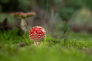 Die Geburt des heilige Amanita muscaria