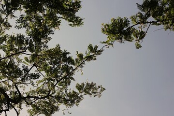 branches against sky