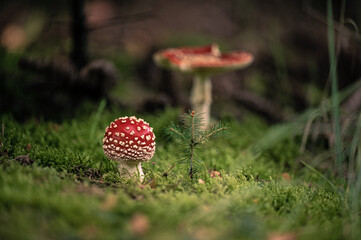 Junger Fliegenpilz 