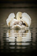 Vertical of a graceful white swan swimming on the lake carrying its baby, cygnet swan on its back